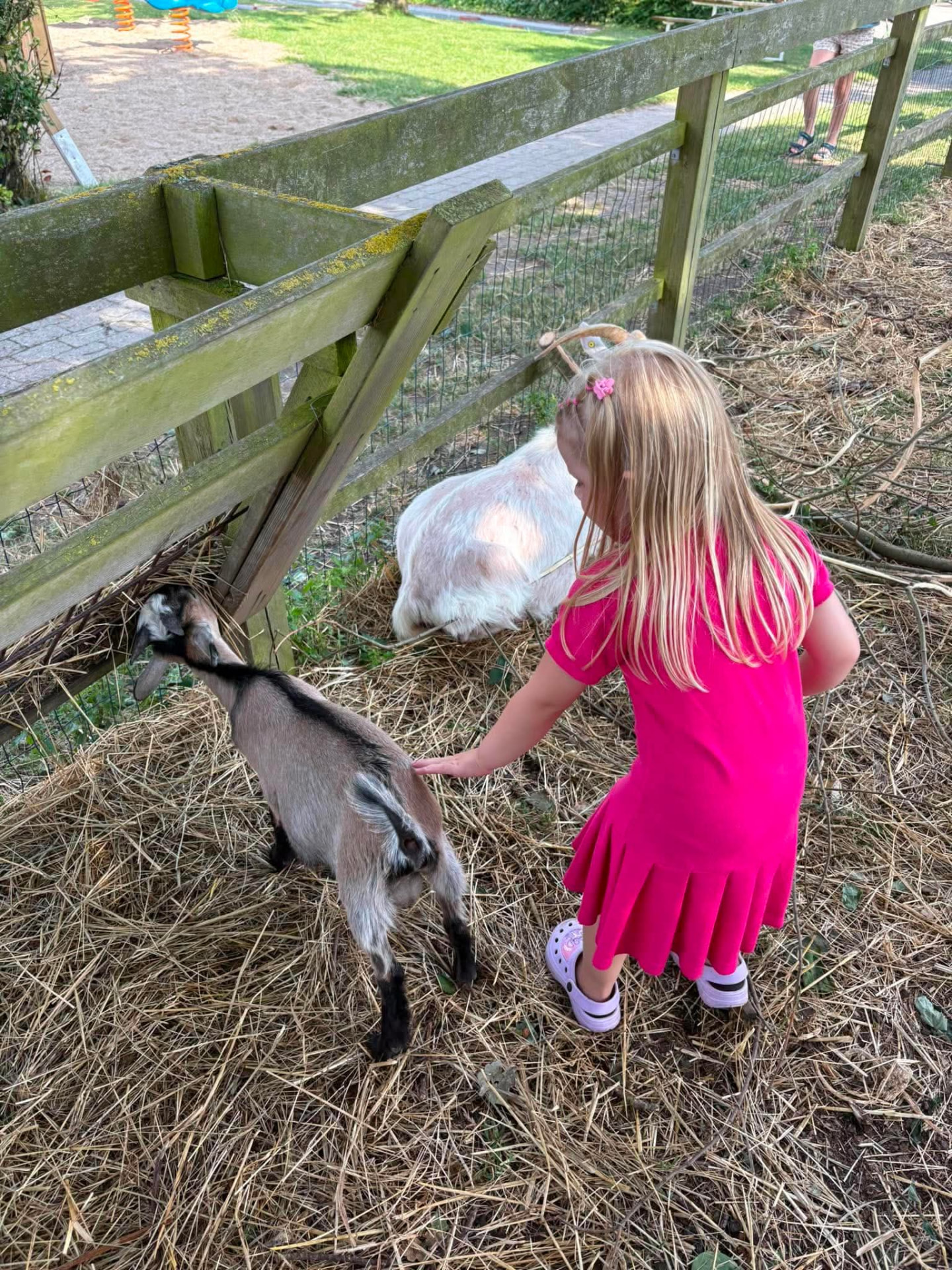 Pige klapper geder i klappedyrsgården