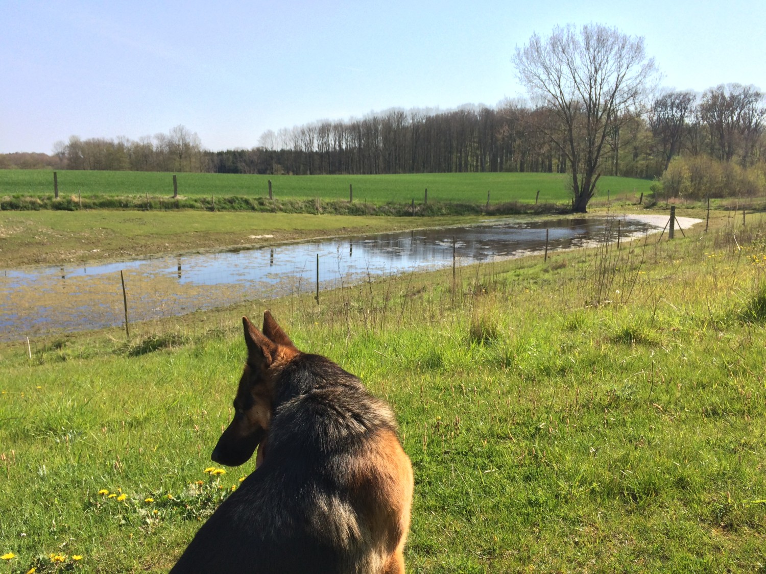 Hund med udsigt