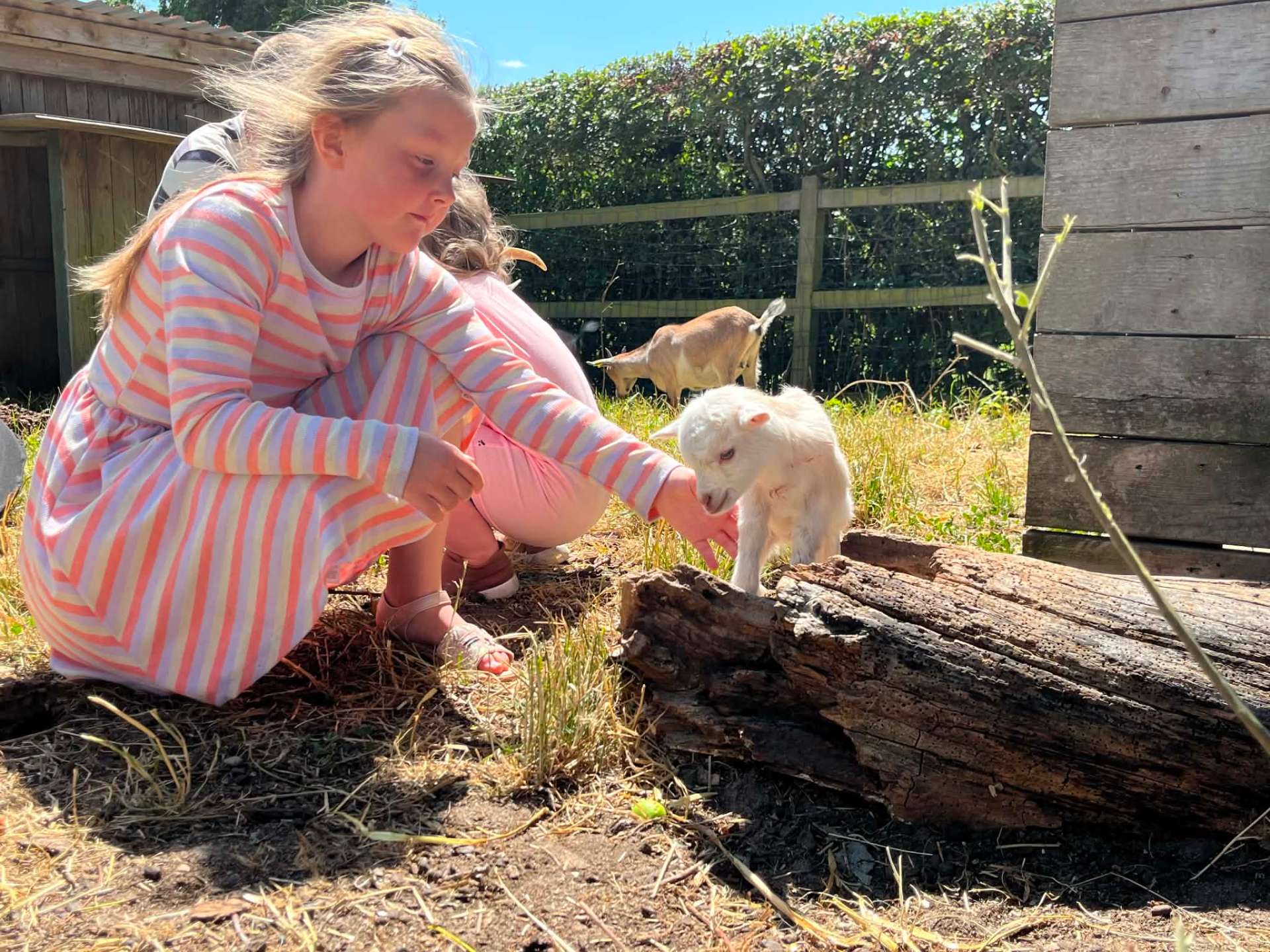 Barn hilser på gedekid
