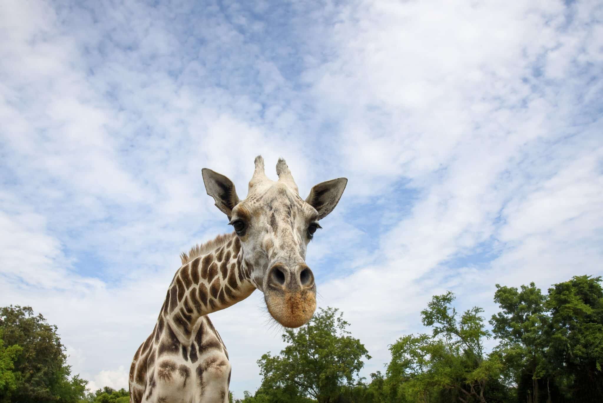 Odense ZOO