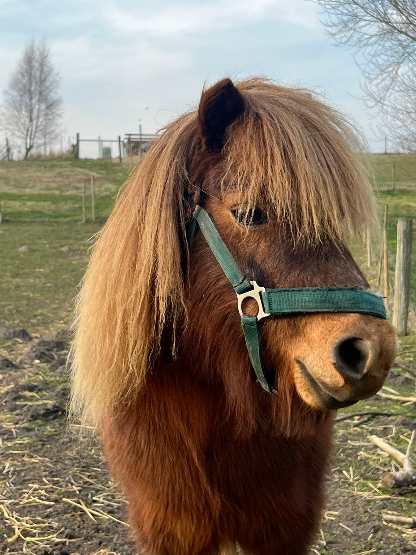 Pony på pladsen