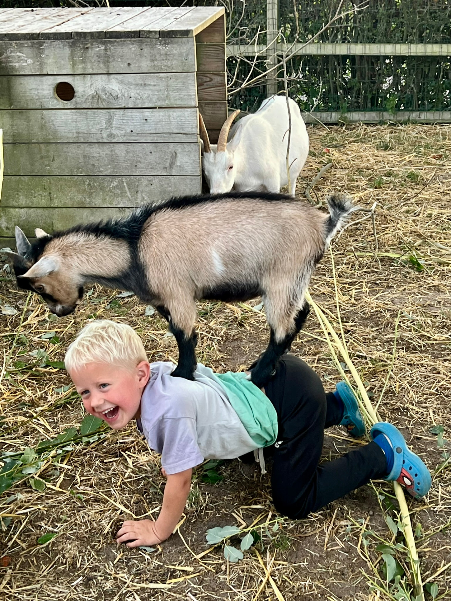 Dreng leger med geder i Minizooen