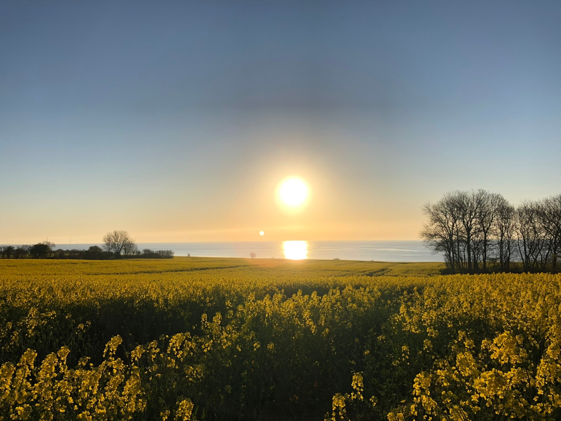 Rapsmark i blomst med udsigt over havet