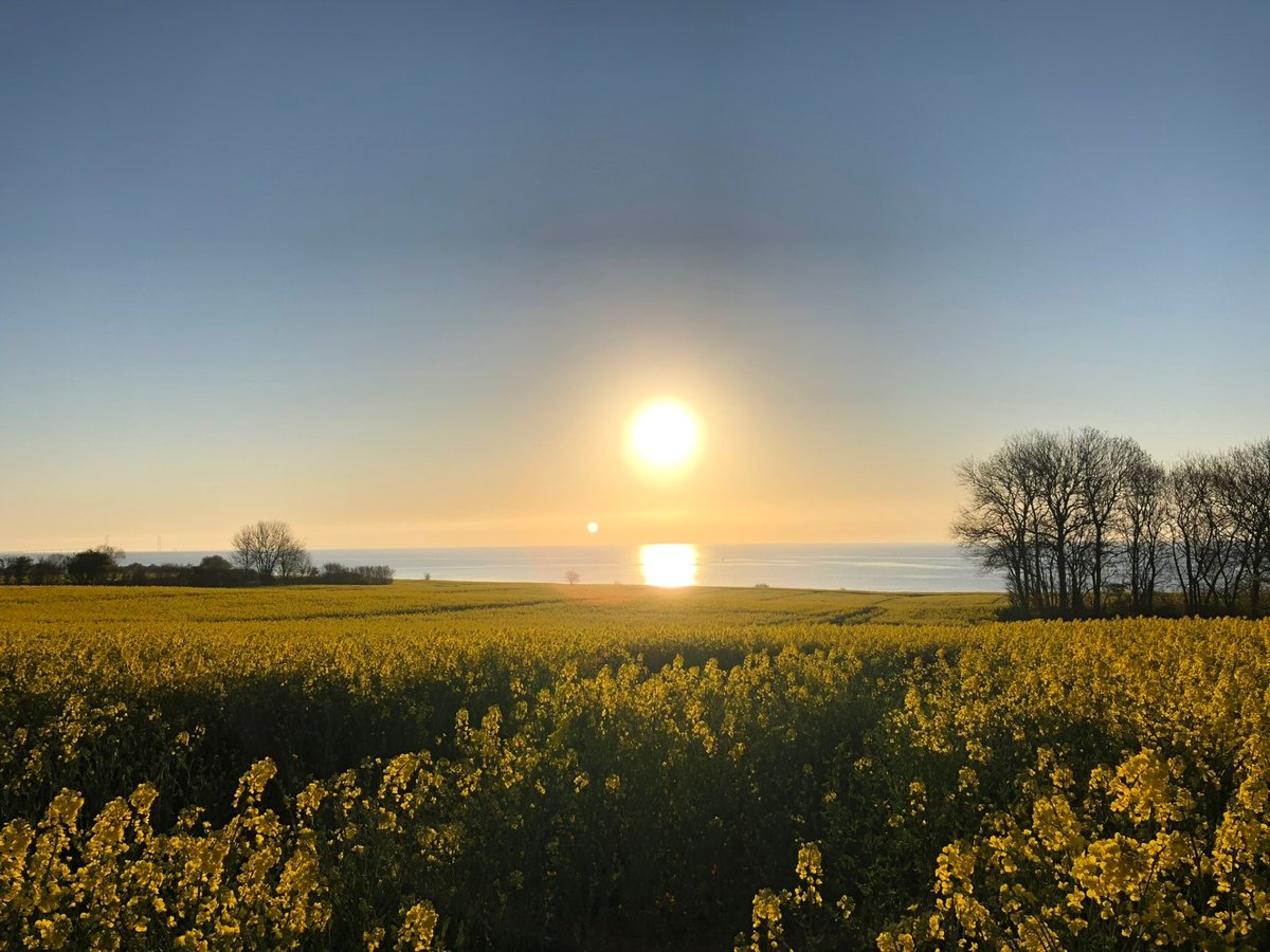 Rapsmark i blomst med udsigt over havet