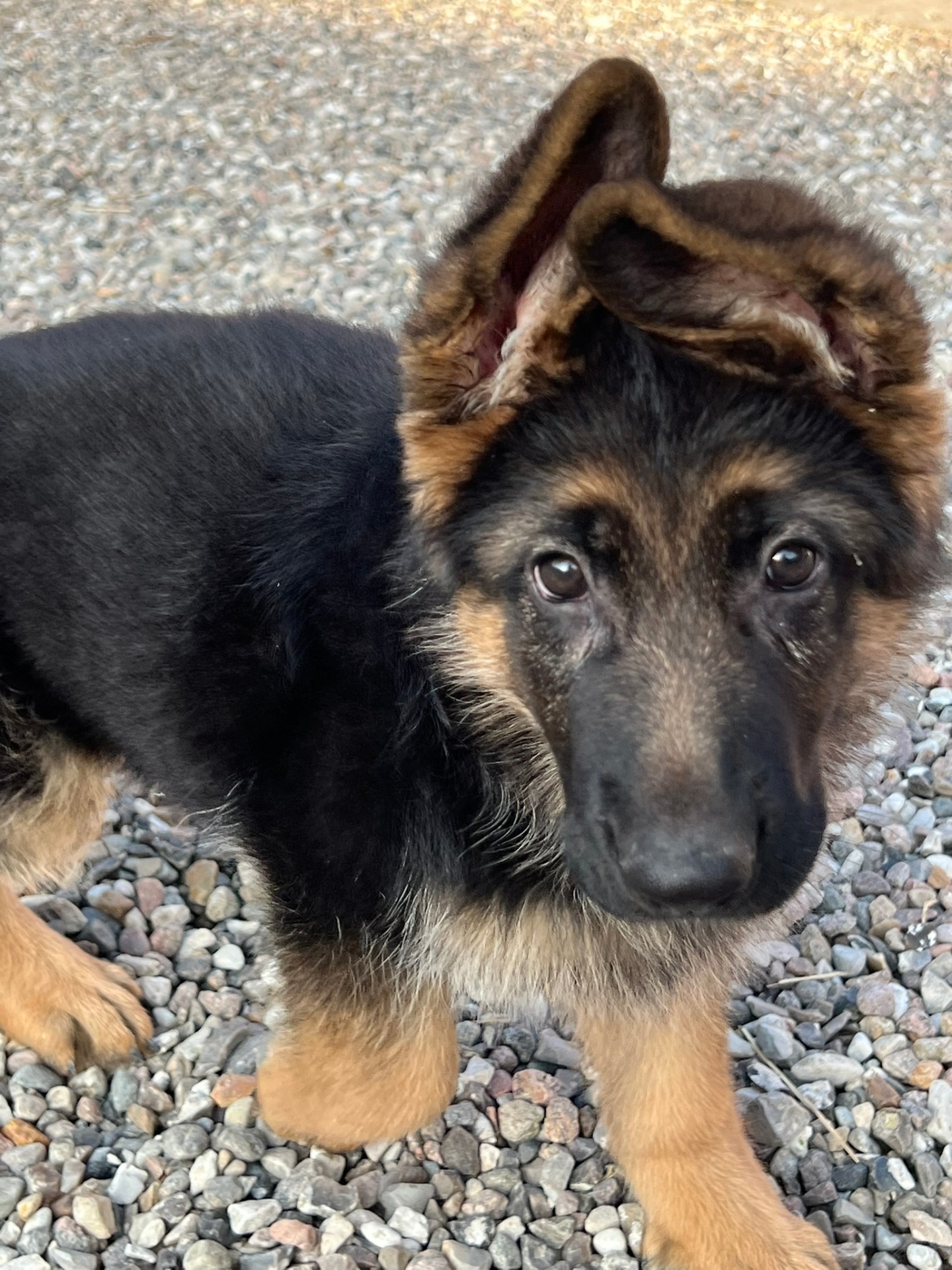 Hund på Kongshøj Strand Camping