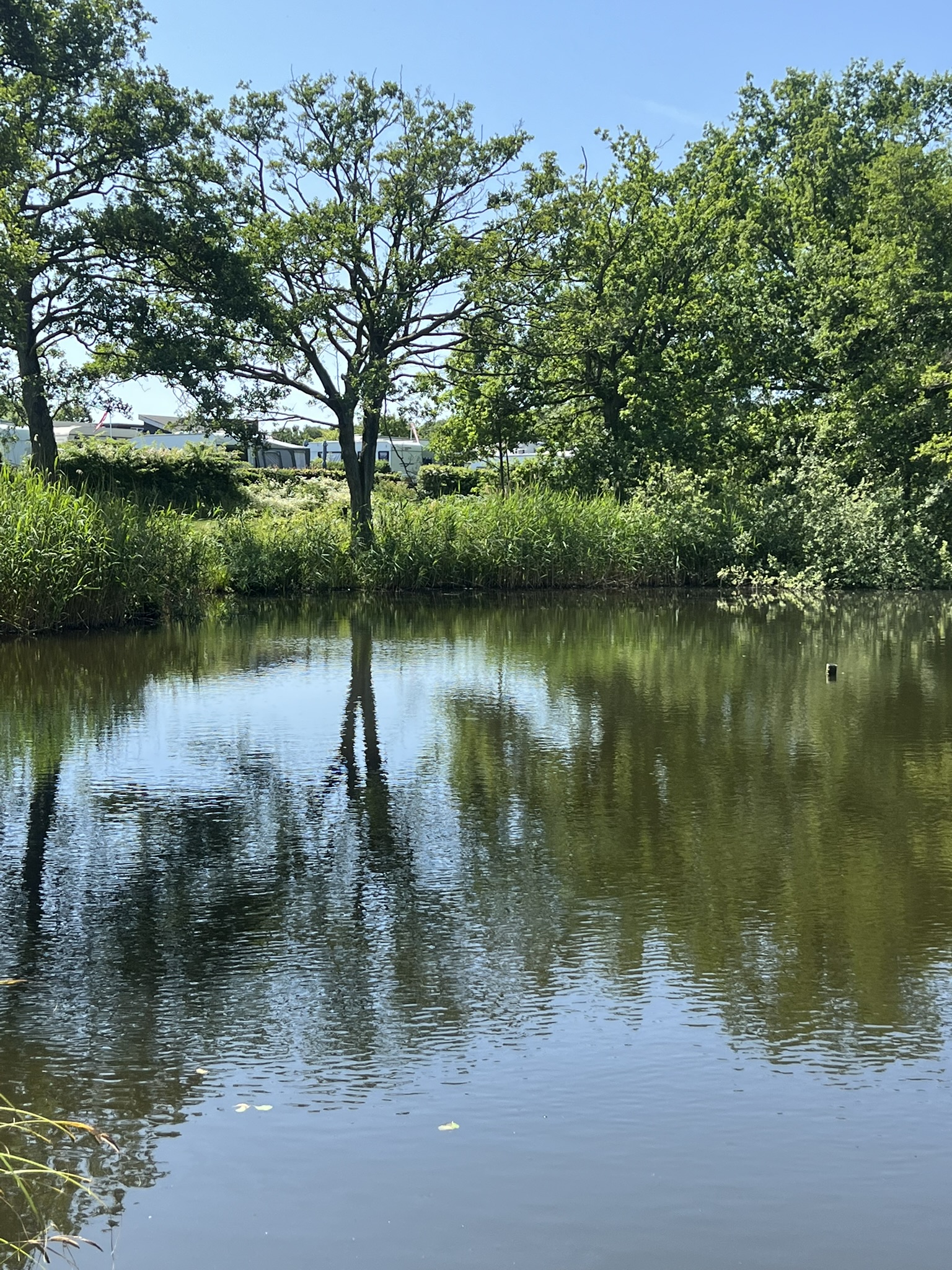 Sø omgivet af skov